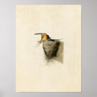Affiches Plaque 173 | Hirondelle de grange | Oiseaux d'Amér