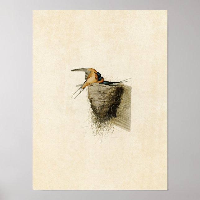 Affiches Plaque 173 | Hirondelle de grange | Oiseaux d'Amér (Devant)