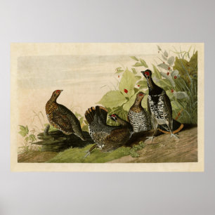 Affiches Plaque 176 Grous tacheté Oiseaux d'Amérique