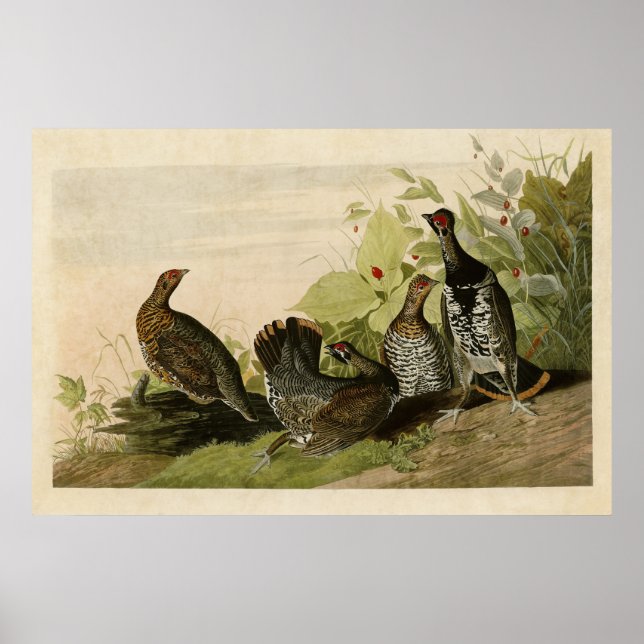 Affiches Plaque 176 | Grous tacheté | Oiseaux d'Amérique (Devant)