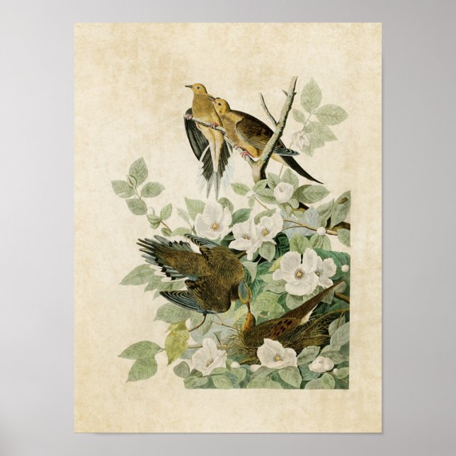 Affiches Plaque 17 | Carolina Turtle Dove | Oiseaux d'Améri (Devant)