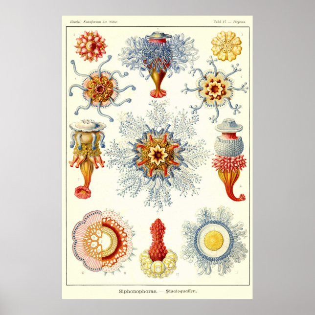 Affiches Plaque 17 Siphonophorae (Devant)