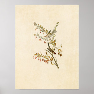 Affiches Plaque 188 | Éperon de l'arbre | Oiseaux d'Amériqu