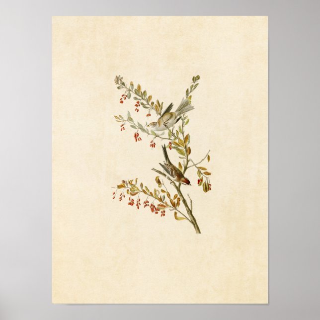Affiches Plaque 188 | Éperon de l'arbre | Oiseaux d'Amériqu (Devant)