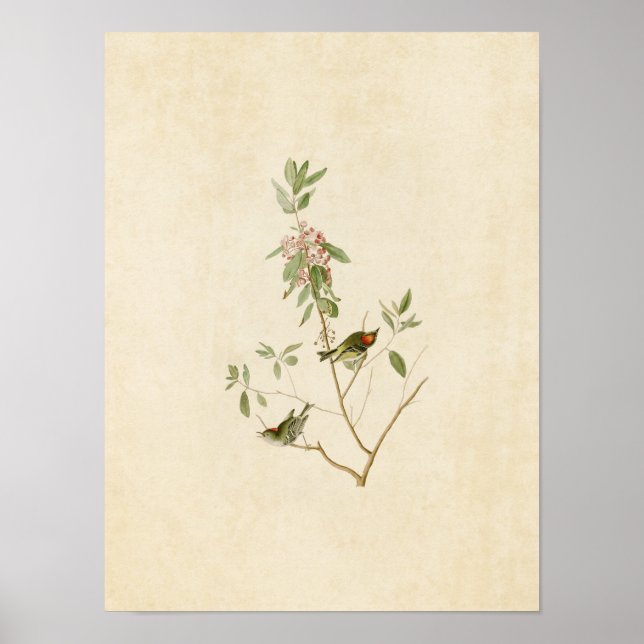 Affiches Plaque 195 | Ruby-Crowned Wren | Oiseaux d'Amériqu (Devant)