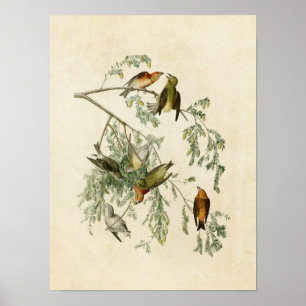 Affiches Plaque 197 Bec-croisé américain Oiseaux d'Amér