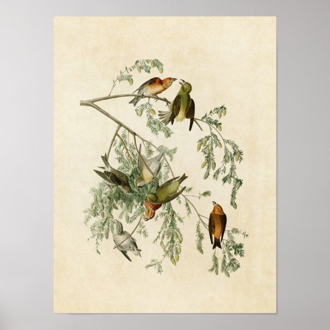 Affiches Plaque 197 | Bec-croisé américain | Oiseaux d'Amér (Devant)