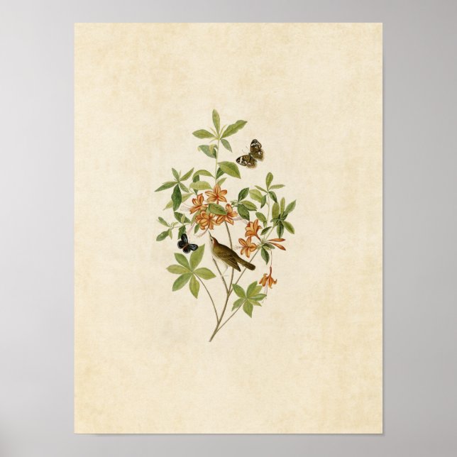 Affiches Plaque 198 | Paruline mangeuse de vers à tête Brow (Devant)