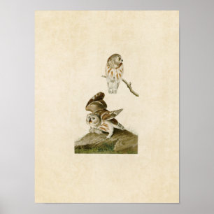 Affiches Plaque 199   Petite chouette   Oiseaux d'Amérique