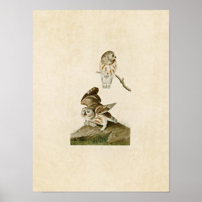 Affiches Plaque 199 | Petite chouette | Oiseaux d'Amérique (Devant)