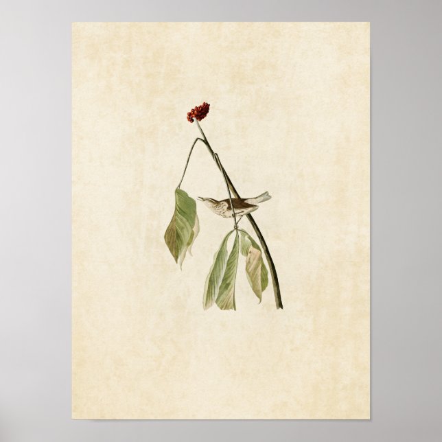 Affiches Plaque 19 | Louisiana Water Thrush (Devant)