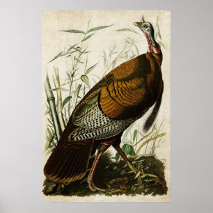 Affiches Plaque 1 Turquie sauvage Oiseaux d'Amérique