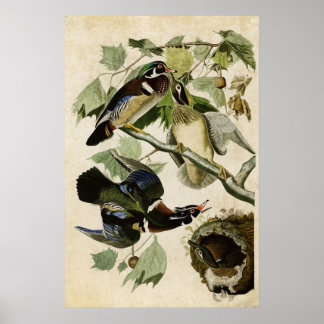 Affiches Plaque 206 | Canard d'été ou de bois | Oiseaux d'A