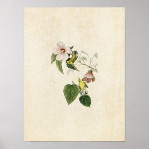 Affiches Plaque 20   Paruline jaune ailée bleue