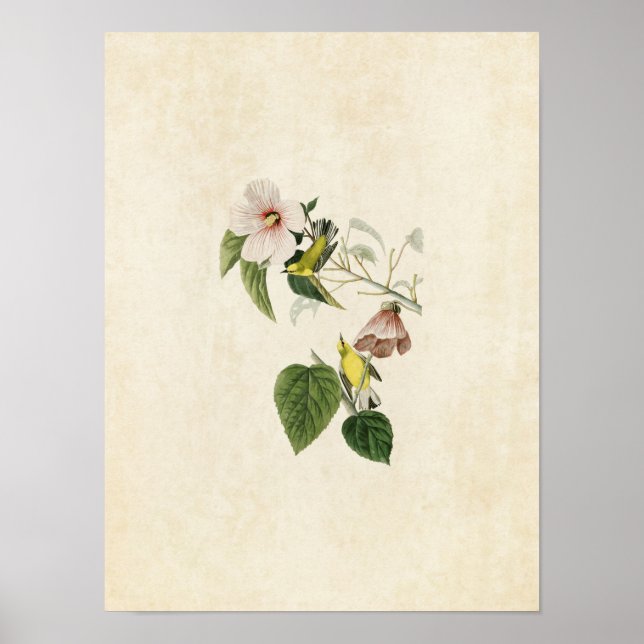 Affiches Plaque 20 | Paruline jaune ailée bleue (Devant)