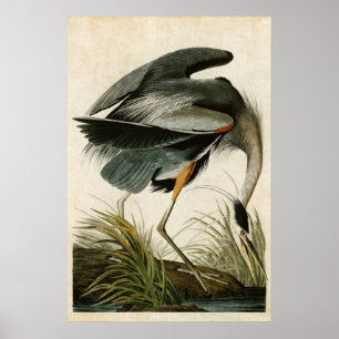 Affiches Plaque 211 Grand Héron bleu Oiseaux d'Amérique