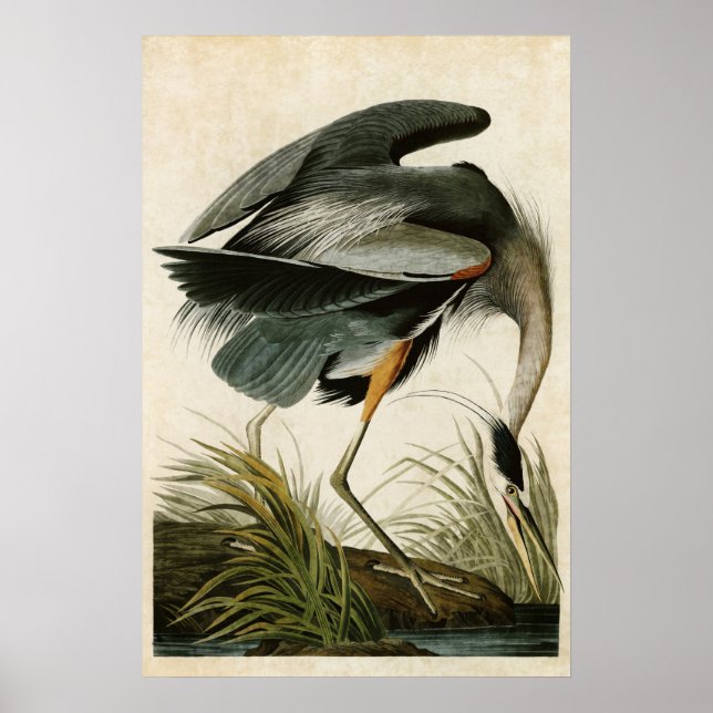 Affiches Plaque 211 | Grand Héron bleu | Oiseaux d'Amérique (Devant)