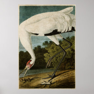Affiches Plaque 226 Grue blanche Oiseaux d'Amérique
