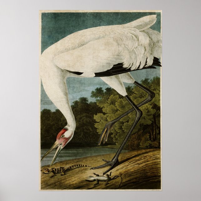 Affiches Plaque 226 | Grue blanche | Oiseaux d'Amérique (Devant)