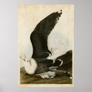 Affiches Plaque 241   Goéland à dos noir   Oiseaux d'Amériq