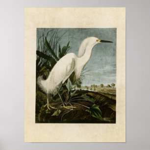 Affiches Plaque 242 Héron de neige ou aigrette blanche