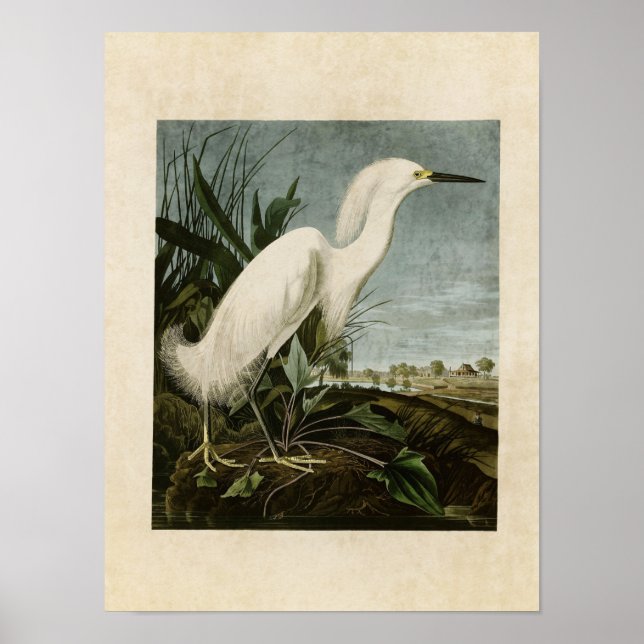 Affiches Plaque 242 | Héron de neige ou aigrette blanche (Devant)
