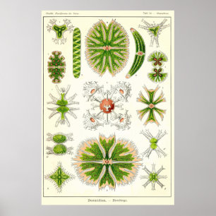 Affiches Plaque 24 Desmdiea