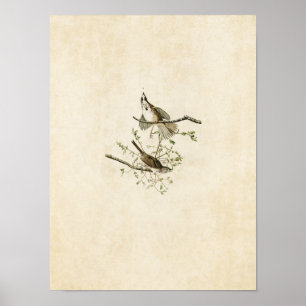 Affiches Plaque 25 Song Sparrow Oiseaux d'Amérique