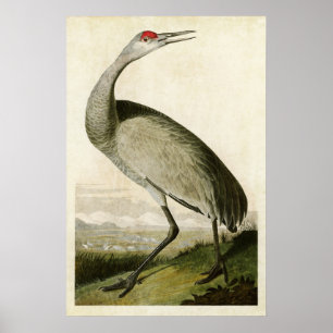 Affiches Plaque 261 Grue blanche Oiseaux d'Amérique