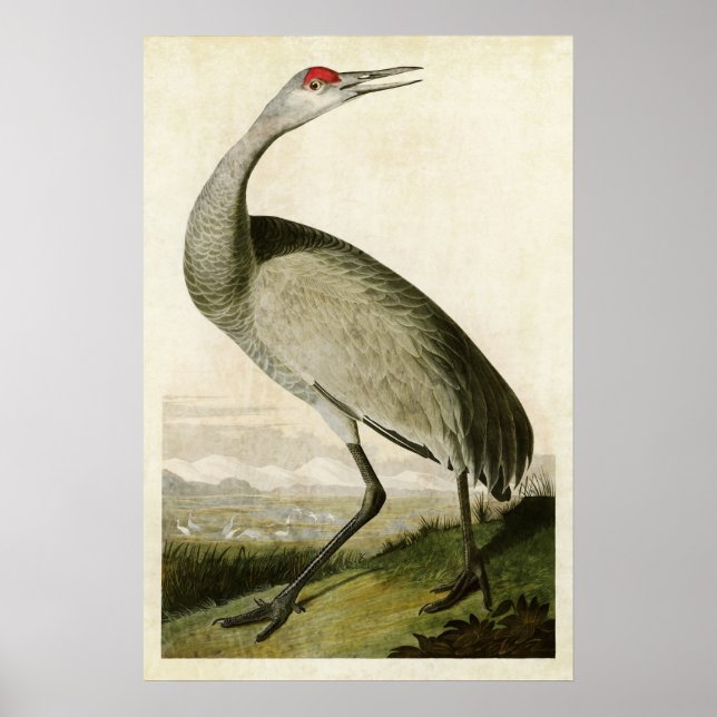 Affiches Plaque 261 | Grue blanche | Oiseaux d'Amérique (Devant)