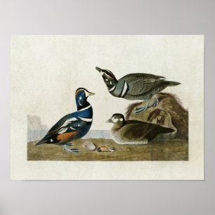 Affiches Plaque 297 Arlequin plongeur Oiseaux d'Amériqu