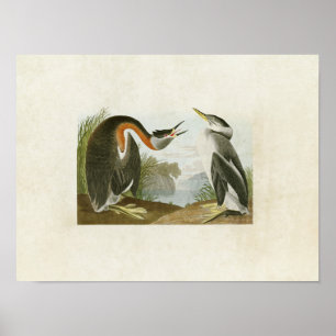 Affiches Plaque 298 Grebe à cou rouge Oiseaux d'Amériqu
