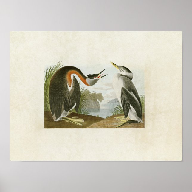 Affiches Plaque 298 | Grebe à cou rouge | Oiseaux d'Amériqu (Devant)