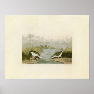 Affiches Plaque 310 | Bécasseau tacheté | Oiseaux d'Amériqu