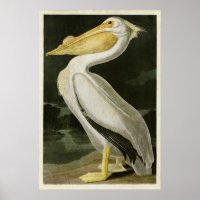 Plaque 311 | American White Pélican