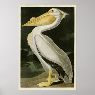 Affiches Plaque 311 American White Pélican