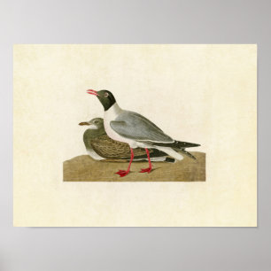 Affiches Plaque 314 Goéland à tête noire Oiseaux d'Amér