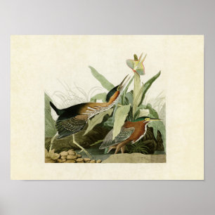Affiches Plaque 333   Heron vert   Oiseaux d'Amérique