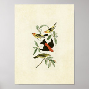 Affiches Plaque 354 Louisiana et Scarlet Tanagers