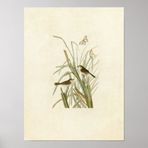 Affiches Plaque 355 Finch de MacGillivray