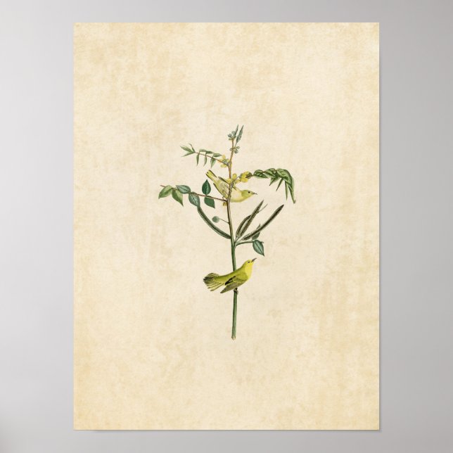 Affiches Plaque 35 | Paruline pour enfants | Oiseaux d'Amér (Devant)