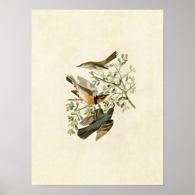 Affiches Plaque 369 | Mockingbird & Grive variée (Devant)