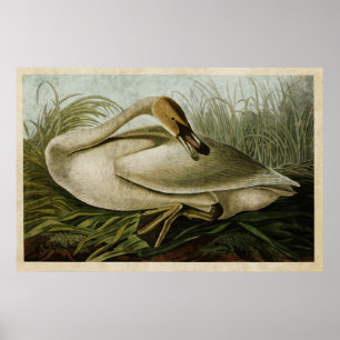 Affiches Plaque 376   Cygne trompette   Oiseaux d'Amérique