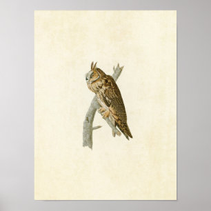 Affiches Plaque 383 Chouette à longue portée Oiseaux d'