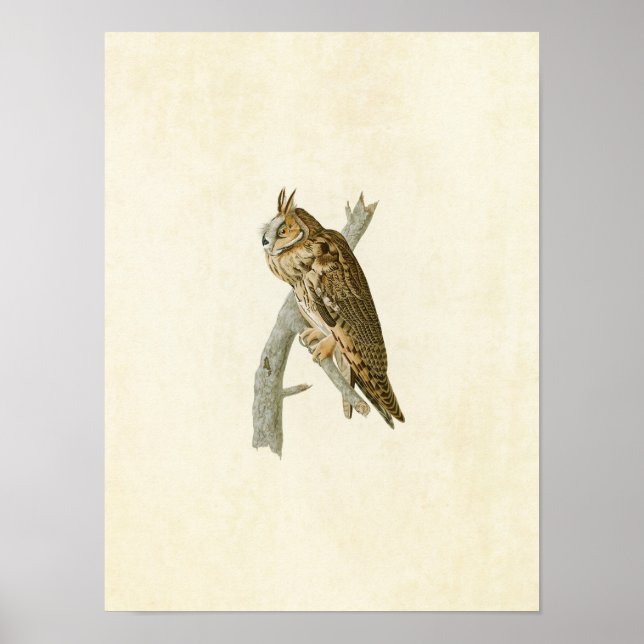 Affiches Plaque 383 | Chouette à longue portée | Oiseaux d' (Devant)