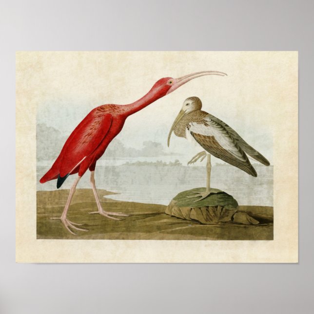 Affiches Plaque 397 | Ibis Scarlet | Oiseaux d'Amérique (Devant)