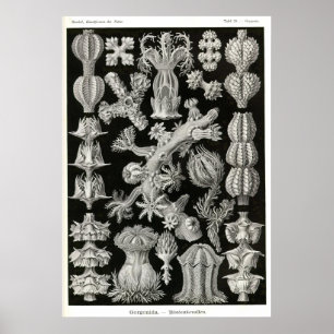 Affiches Plaque 39 Gorgonia