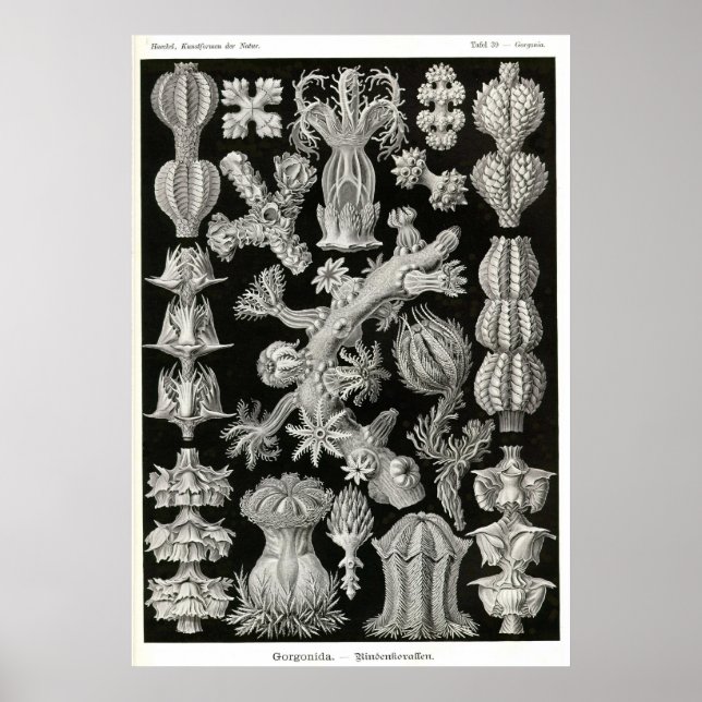 Affiches Plaque 39 Gorgonia (Devant)