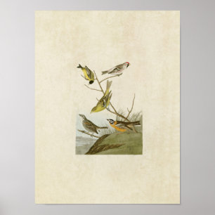 Affiches Plaque 400 Siskin, Redpoll, Tanager & Finch