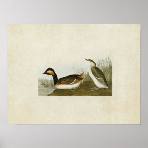 Affiches Plaque 404 Eared Grebe Oiseaux d'Amérique